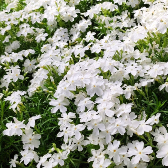 Mature May Breeze Phlox with a low spreading woodland habit and clusters of spring flowers above green foliage