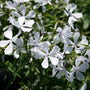 Close-up of May Breeze Phlox flowers showing fragrant pale blue to nearly white blooms
