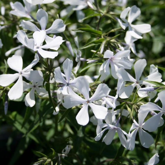 Close-up of May Breeze Phlox flowers showing fragrant pale blue to nearly white blooms