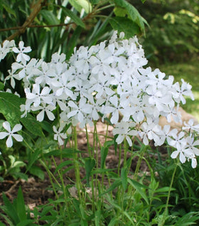 May Breeze Phlox