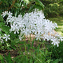 May Breeze Phlox growing in a woodland garden with pale near-white spring flowers and low spreading foliage