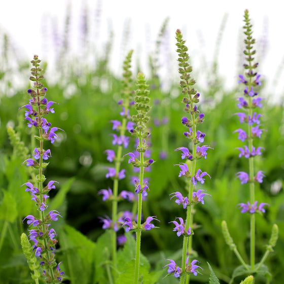 Salvia may night is a purple flowering perennial