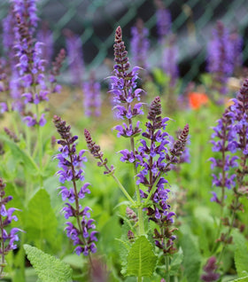 May Night Salvia