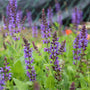 stunning pruple garden may night salvia in bloom