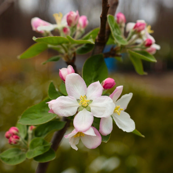 sweet white to pink blooms on the mcintosh apple tree in early spring