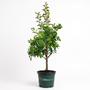 McIntosh Apple Tree potted