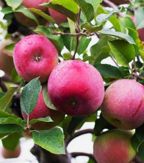 McIntosh Apple Tree