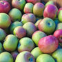 bushel of young McIntosh Apples with green and red skin