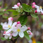 close up shot of The beautiful pink tinged blossoms of McIntosh Apple Trees