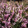 pale pink blooms pink Mediterranean winter heather late winter  to early spring bloomers