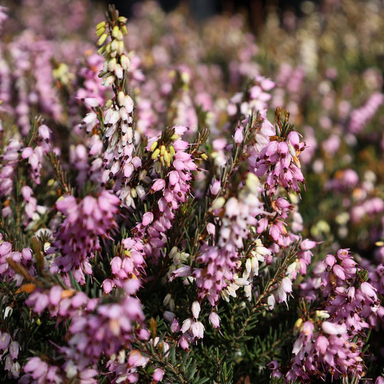 pale pink blooms pink Mediterranean winter heather late winter  to early spring bloomers