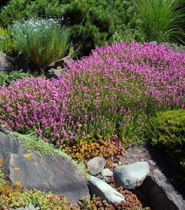 Mediterranean Pink Heather