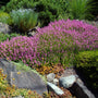 Low-growing pink Mediterranean heather in bloom. Perfect for xeriscapes and rock gardens