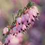 close up of the pink blooms of Mediterranean winter heather