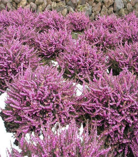 Mediterranean Pink Heather