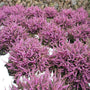 pink Mediterranean winter heather in full bloom
