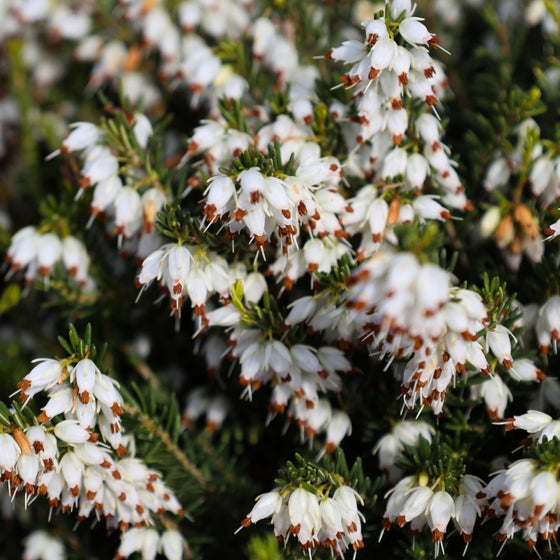 mass of white blooms on white Mediterranean heather