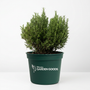 Mediterranean White Heather