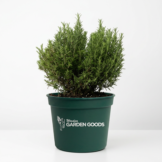 Mediterranean White Heather