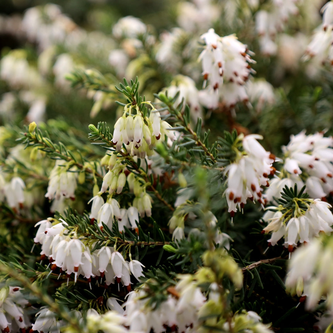 heath plant fertilizer Mediterranean White Heather