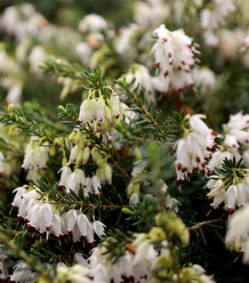 Mediterranean White Heather