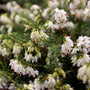 white groundcover perennial