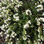 close look at white Mediterranean winter heather blooms