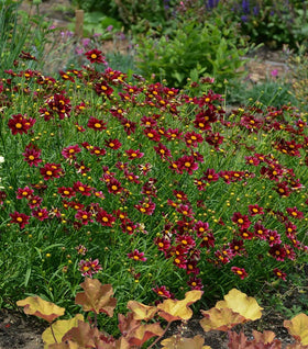 Mercury Rising Coreopsis