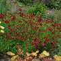 Mercury Rising Coreopsis covered in velvety wine-red flowers with bright golden centers above fine green foliage