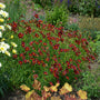 Wine-red Mercury Rising Coreopsis planted with white daisies and golden heuchera