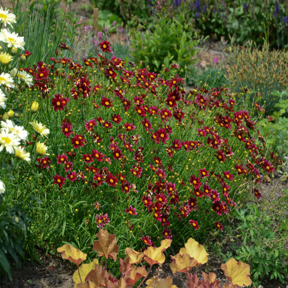 Wine-red Mercury Rising Coreopsis planted with white daisies and golden heuchera