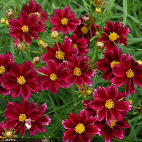 Mercury Rising Coreopsis flowers showing natural creamy white tips during hot summer weather