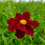 Close-up of Mercury Rising Coreopsis showing deep burgundy-red petals and a frilly golden-yellow center