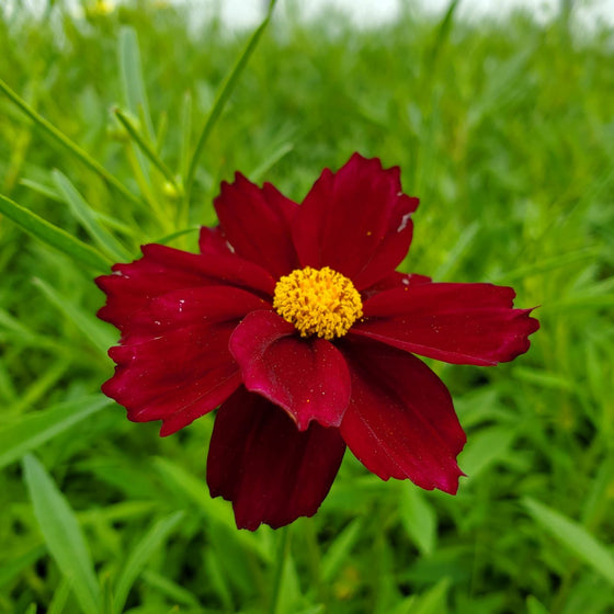 Close-up of Mercury Rising Coreopsis showing deep burgundy-red petals and a frilly golden-yellow center