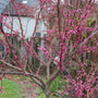 gorgeous magenta buds on merlot redbud tree in early spring landscape
