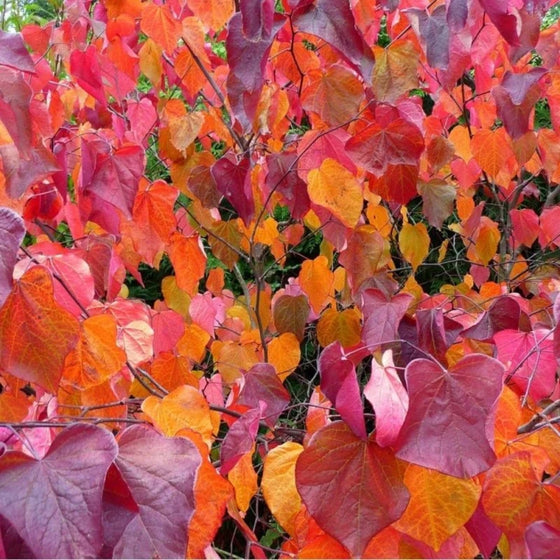 Merlot Redbud striking fall foliage