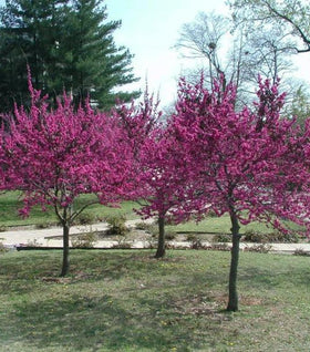 Buy Dwarf Trees Online | Garden Goods Direct