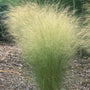 mexican feather grass sold online has green and tan foliage