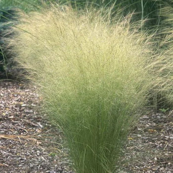 mexican feather grass sold online has green and tan foliage