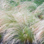 mexican feather grass sold online has an outward growth habit