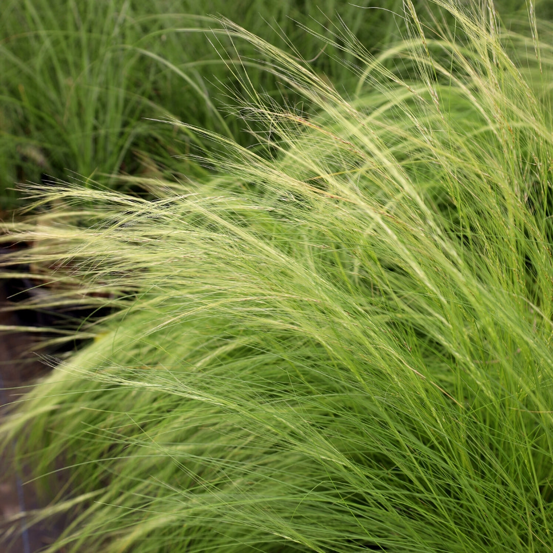 Buy Mexican Feather Grass Plants Online | Free Shipping Over $130