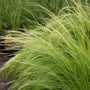 early spring growth on mexican feather grass