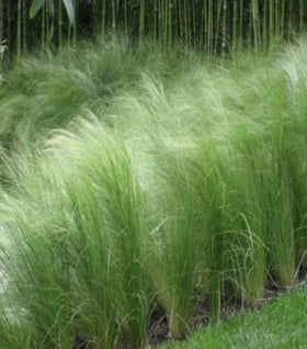 Mexican Feather Grass