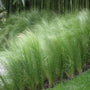 the mexican feather grass planted in mass as a border garden