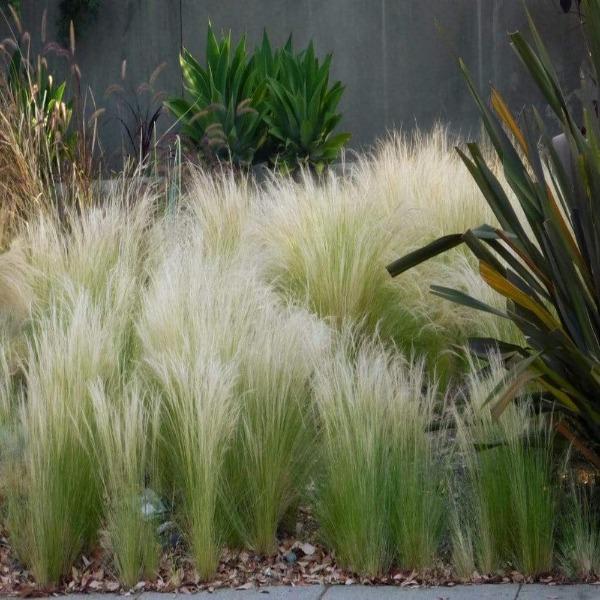 Mexican Feather Grass