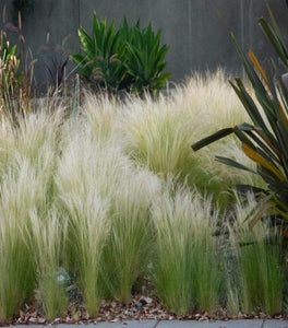 Mexican Feather Grass