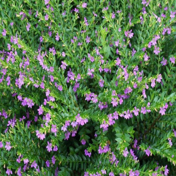 Buy Mexican Heather Plants Online | Garden Goods Direct