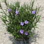 Mexican Petunia Plant with purple flowers