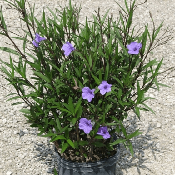 Mexican Petunia Plant with purple flowers