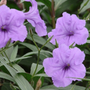 Light Purple flowers mexican petunia